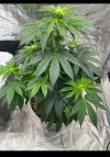 IMG_4208.jpeg