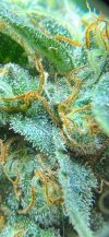 IMG_0914.jpeg