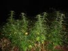LSTSkunk2.jpg
