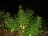 LSTSkunk3.jpg