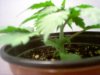 a plant 002.jpg