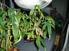 DSC01433.jpg