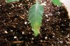leaf1.jpg