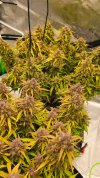 Harvest GG & FCOF3.jpg