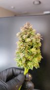 Bud from GG.jpg