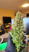 FCOF3 Oily Bud.jpg