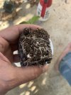 IMG_7387.jpeg
