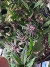 IMG_1109.jpeg