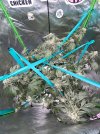 IMG_9363.jpeg