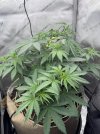 IMG_1320.jpeg
