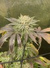 IMG_2156.jpeg