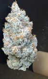 IMG_3041.jpeg