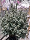 IMG_4276.jpeg