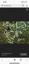 IMG_7652.png