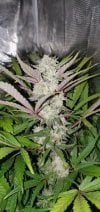 Alien Apple Breath Fem 3.jpg Alien Apple Breath Fem 3.jpg