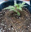 Autos__04_20_2025_01.jpg