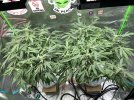 IMG_9793.jpeg