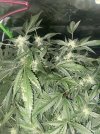 IMG_9838.jpeg