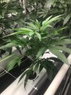 IMG_1238.JPEG