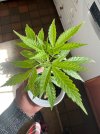 IMG_1626.jpeg