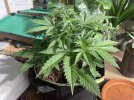 IMG_3766.jpeg