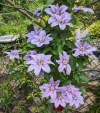 clematis.png