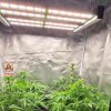 phlizon_phx4_full-spectrum_led_grow_light_240w (3).jpg phlizon_phx4_full-spectrum_led_grow_light_240w (3).jpg
