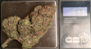 gelato#33.png