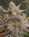 redball buds - 2.jpeg