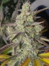 redball buds - 3.jpeg