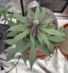 Autos__05_05_2025_04.jpg