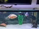 Fish.jpg