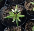 white-leaves.jpg