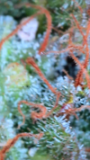 1000000200.png 1000000200.png