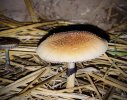 IMG_7265.jpeg
