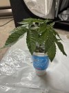 IMG_3092.jpeg