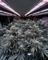 phlizon_full-spectrum_led_grow_light (4).jpg