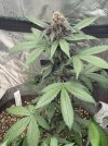 Autos__05_14_2025_02.jpg