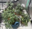 Autos__05_17_2025_01.jpg