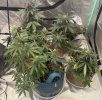 Autos__05_19_2025_01.jpg