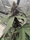 Autos__05_20_2025_04.jpg