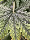 IMG_4962.jpeg