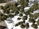 IMG_0106.jpeg