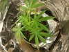 plant2.jpg