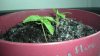 plants 002.jpg
