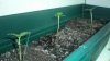 plants 004.jpg