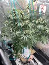 IMG_0132.jpeg
