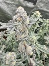 IMG_5722.jpeg