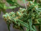 3 Jun C99 bud.jpg
