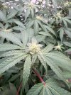 IMG_5699.jpeg